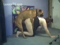 Brown pit bull rides a cougar's cunt gap